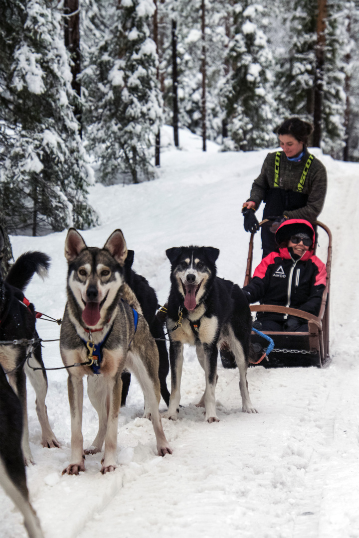 Des invités profitent d'une promenade en traîneau à chiens menée par des huskies dans un paysage forestier enneigé