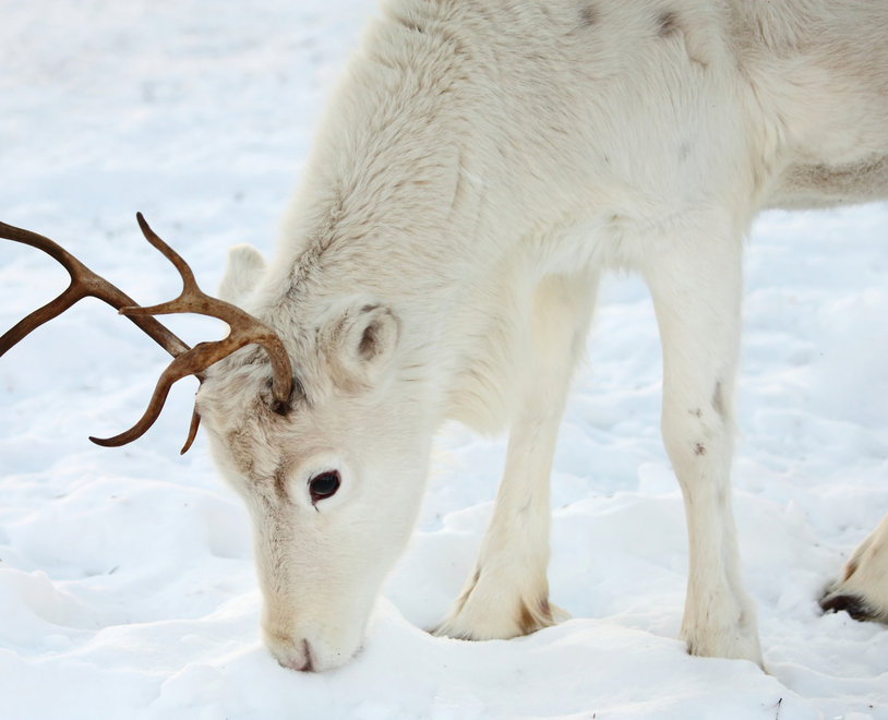 Weißes Rentier leckt Schnee in einer ruhigen, verschneiten arktischen Landschaft