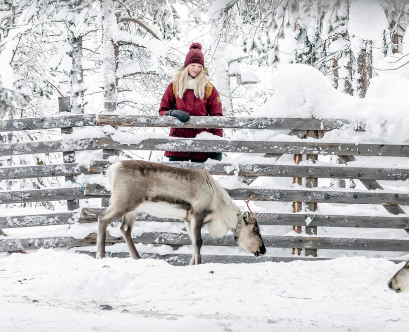 Femme en tenue d'hiver admire un renne derrière une clôture en bois enneigée dans un paysage de forêt d'hiver.