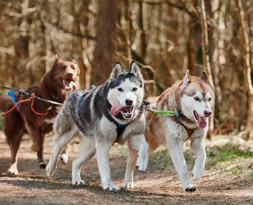 3 huskies happily running and pulling a wagon in the Autumn.