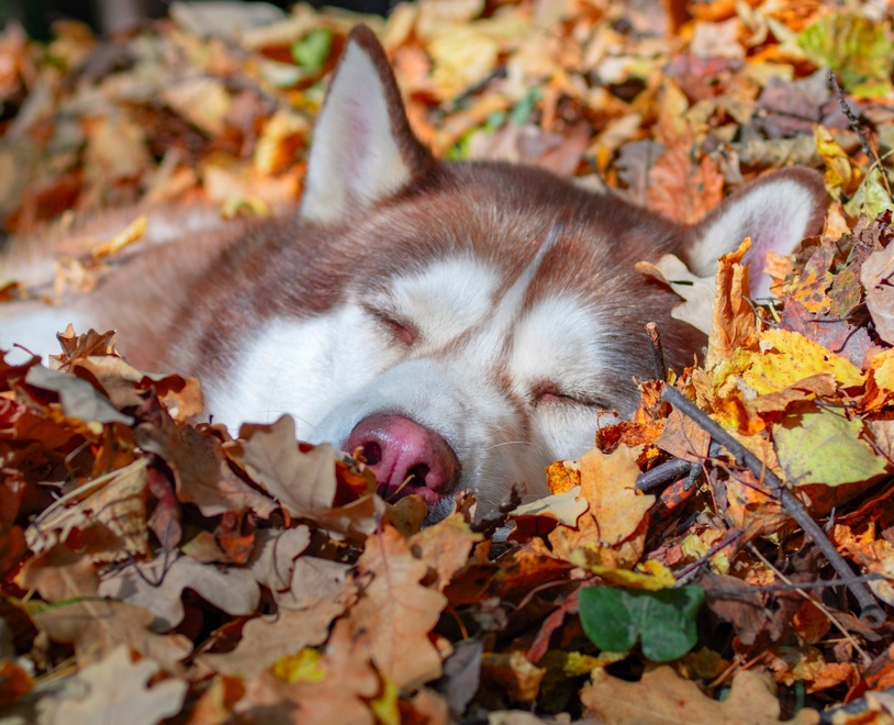 A close-up of a husky's face as it sleeps in Autumn leaves.