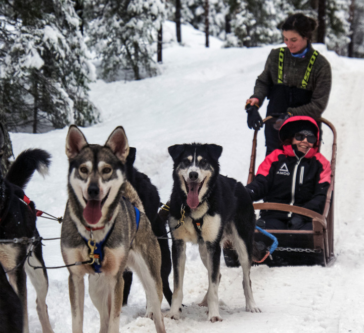 Gäste erleben eine Hundeschlittenfahrt mit lebhaften Huskys durch verschneiten Wald