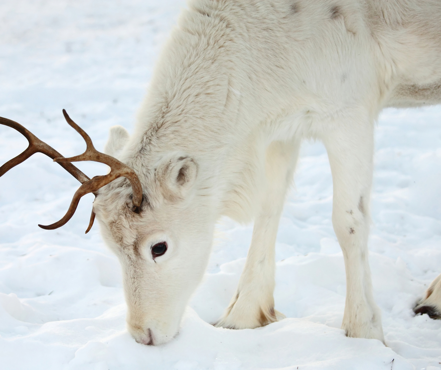 Weißes Rentier leckt Schnee in einer ruhigen, verschneiten arktischen Landschaft