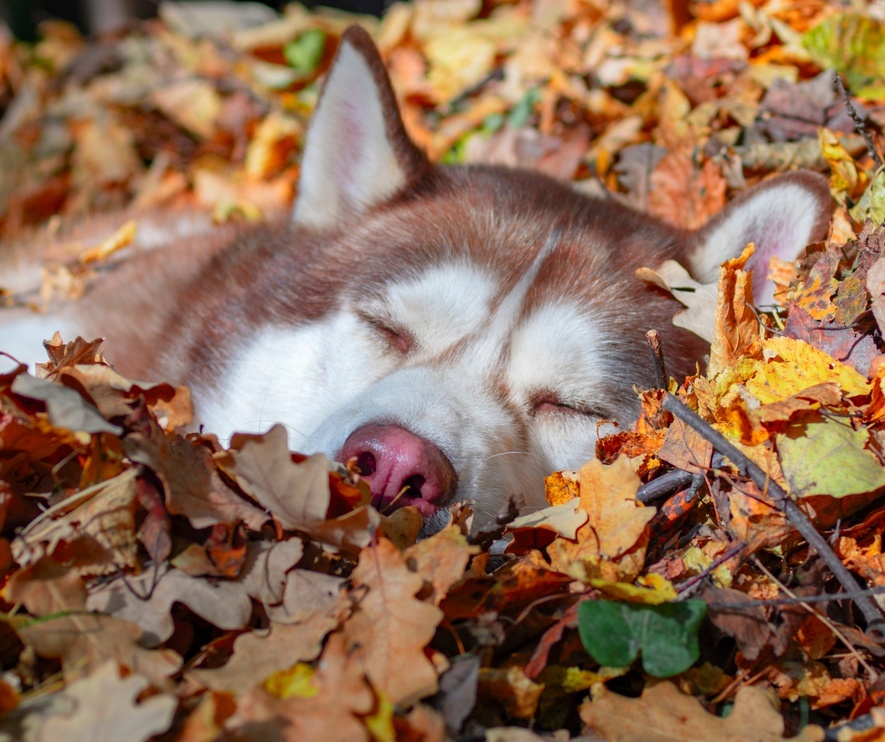 Chien dormant paisiblement entouré de feuilles d'automne colorées en plein air.