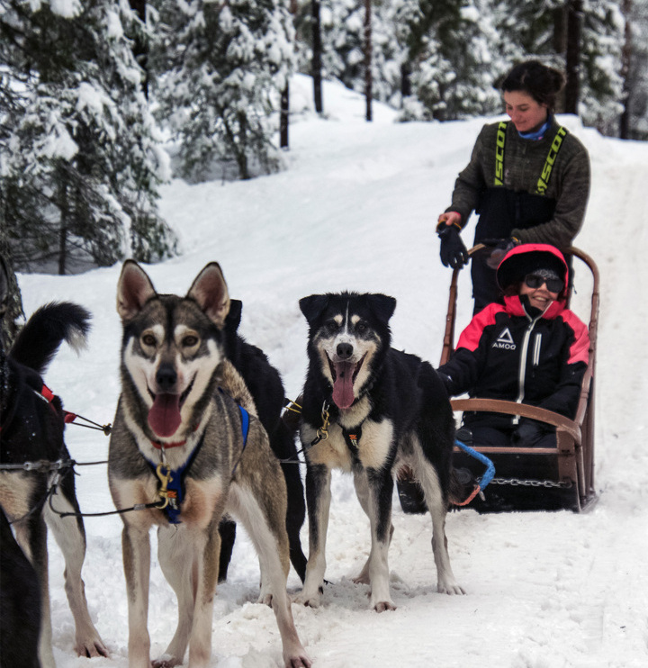 Guests enjoying a snowy dogsled ride led by energetic huskies through a forested winter landscape