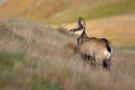 Mountain goat in the Tatra Mountains