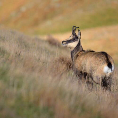 Kozica górska w Tatrach