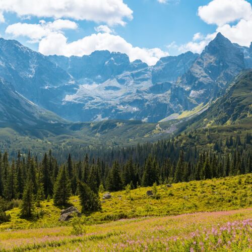 Gęste lasy i dzika łąka w polskich Tatrach – naturalne, niezmienione krajobrazy
