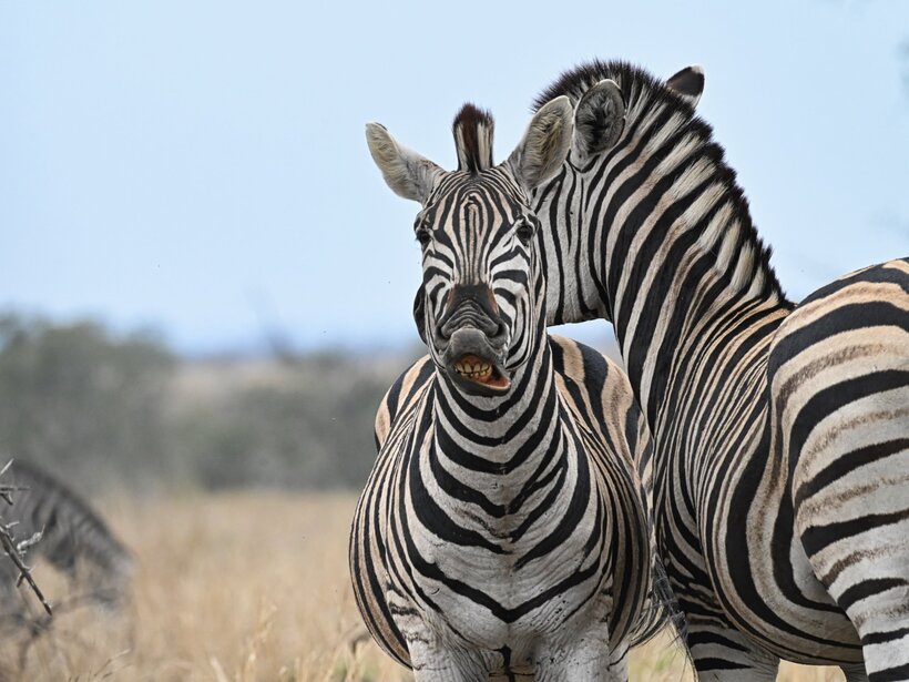 Two zebras in dry grassland, one bares teeth while the other nuzzles its neck, bold black-and-white stripes against pale sky.