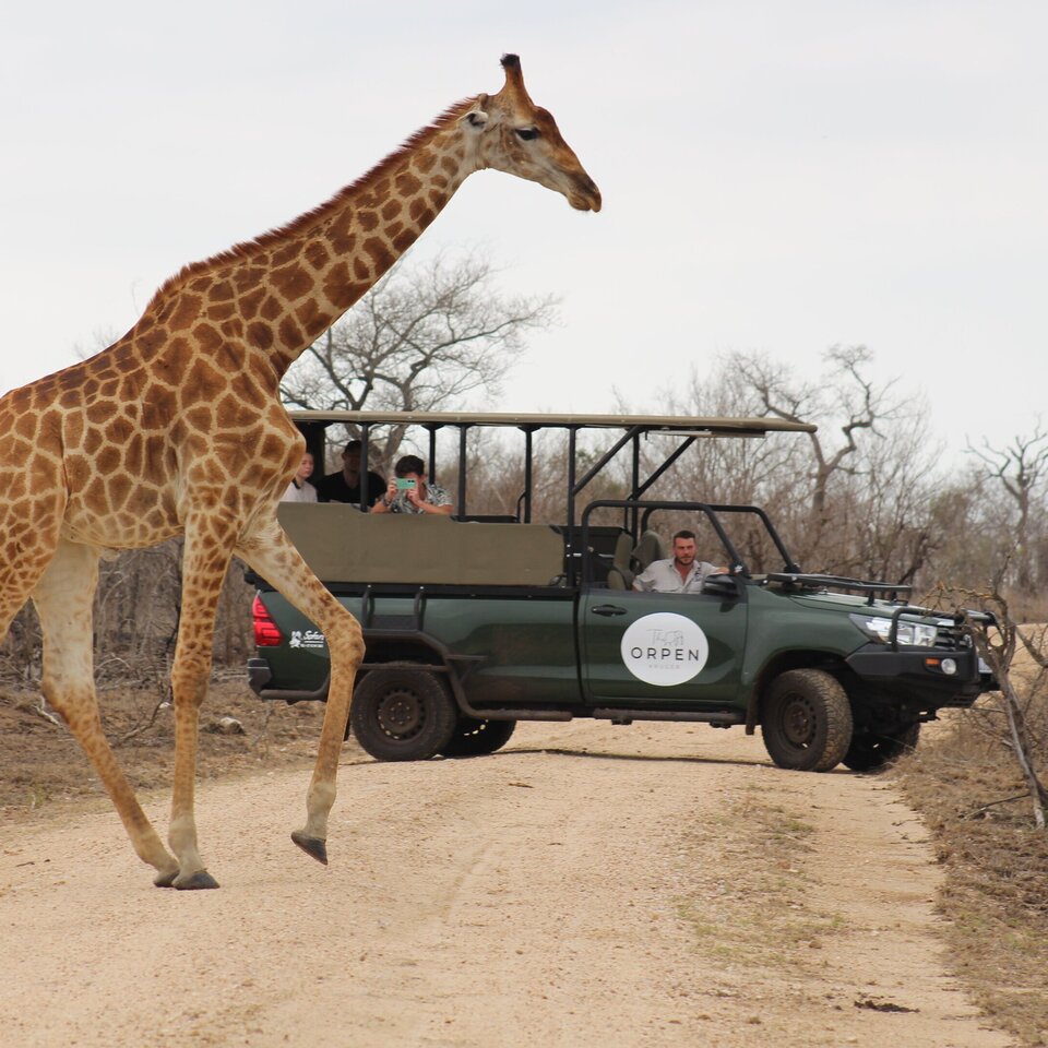 Open safari vehicle with guests photographing a giraffe strolling across a dusty reserve road, guide driving