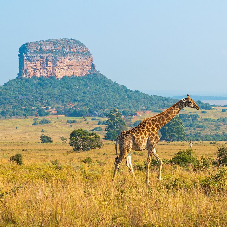Giraffe strolling across golden savanna with a towering flat-topped mesa and distant safari lodges — panoramic game-viewing.