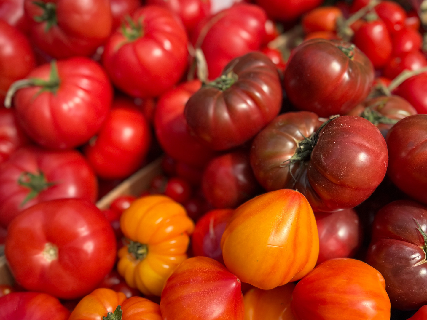 tomatoes
