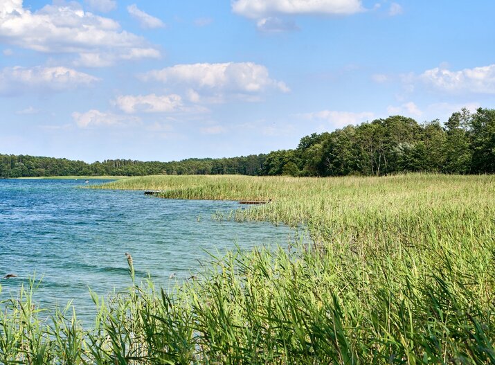 Spokojny brzeg jeziora z trzcinami, małymi drewnianymi pomostami i zalesioną linią brzegową pod błękitnym niebem
