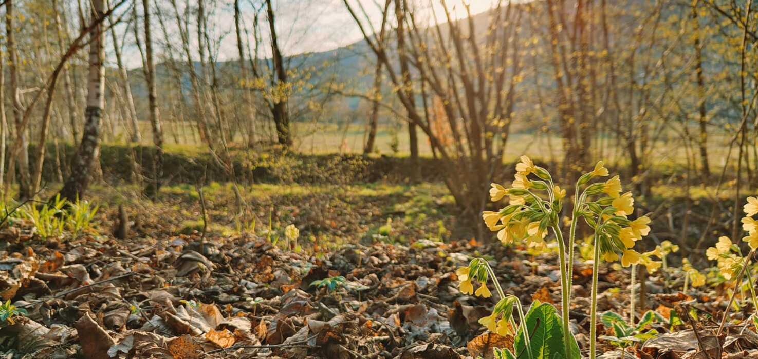 Kwiaty pierwiosnka wśród suchych liści w lesie, z widokiem na górski krajobraz o zachodzie słońca