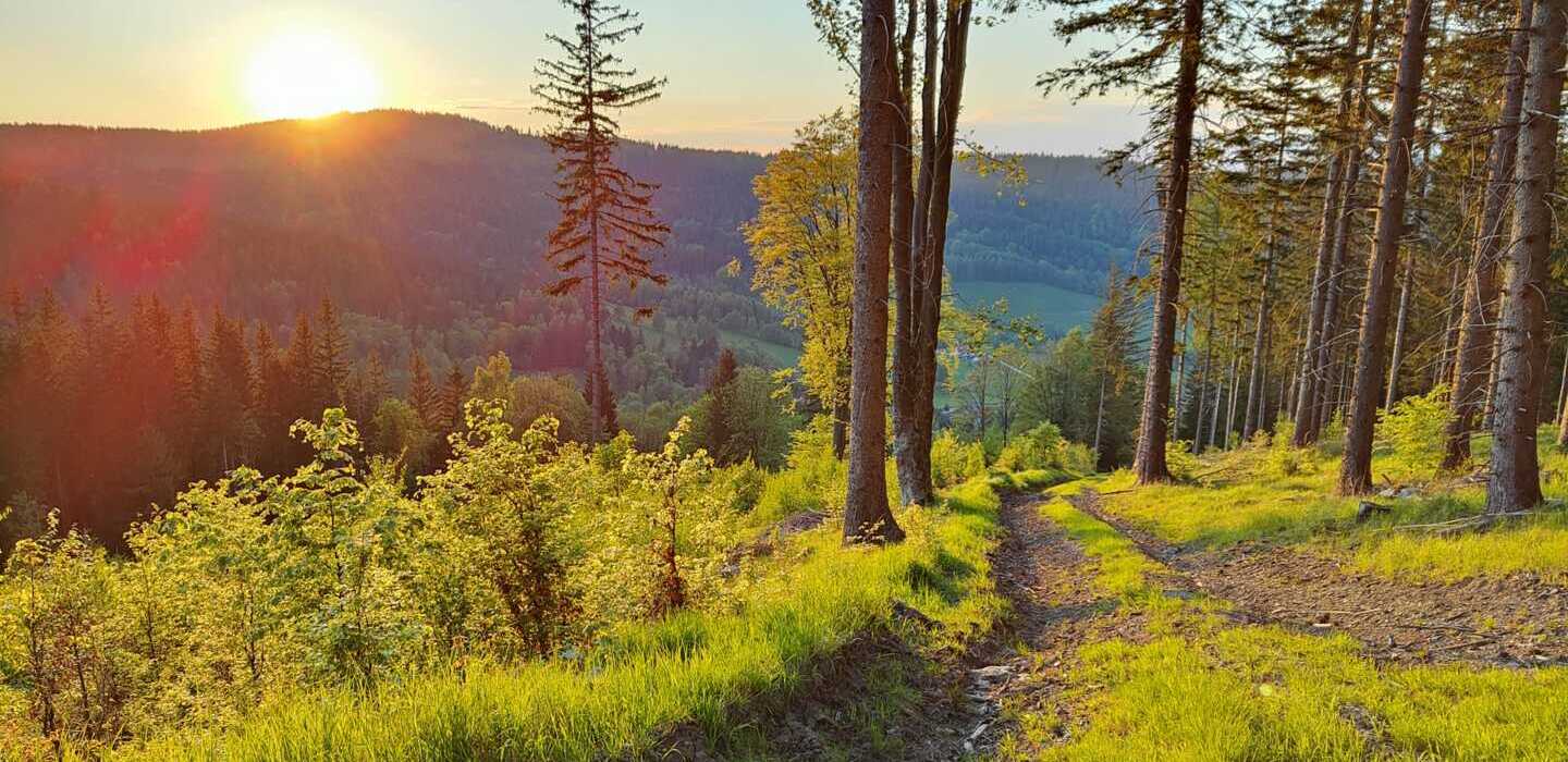 Zachód słońca nad zielonym, leśnym szlakiem w górskim otoczeniu z widokiem na dolinę i drzewa