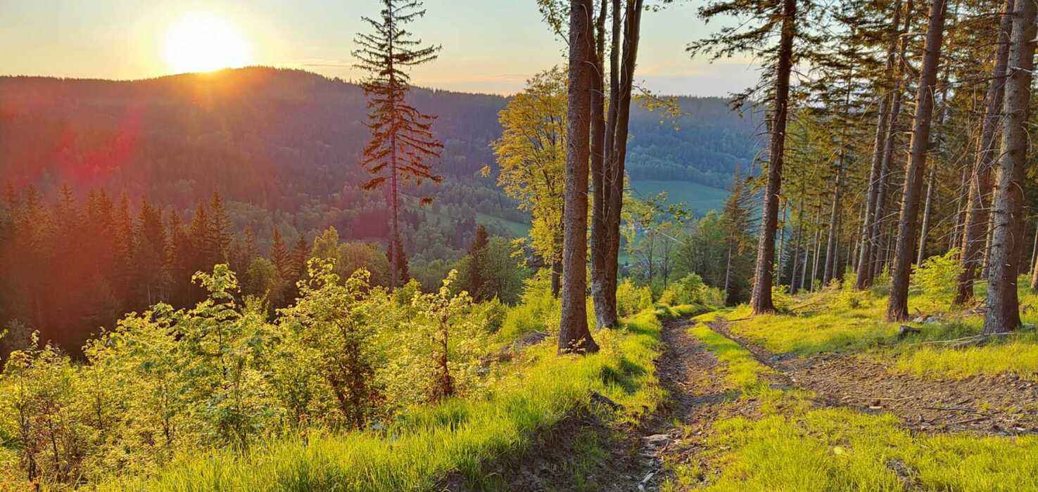 Leśna ścieżka o zachodzie słońca, otoczona zielonymi drzewami i pagórkowatym krajobrazem idealna na relaksujące spacery