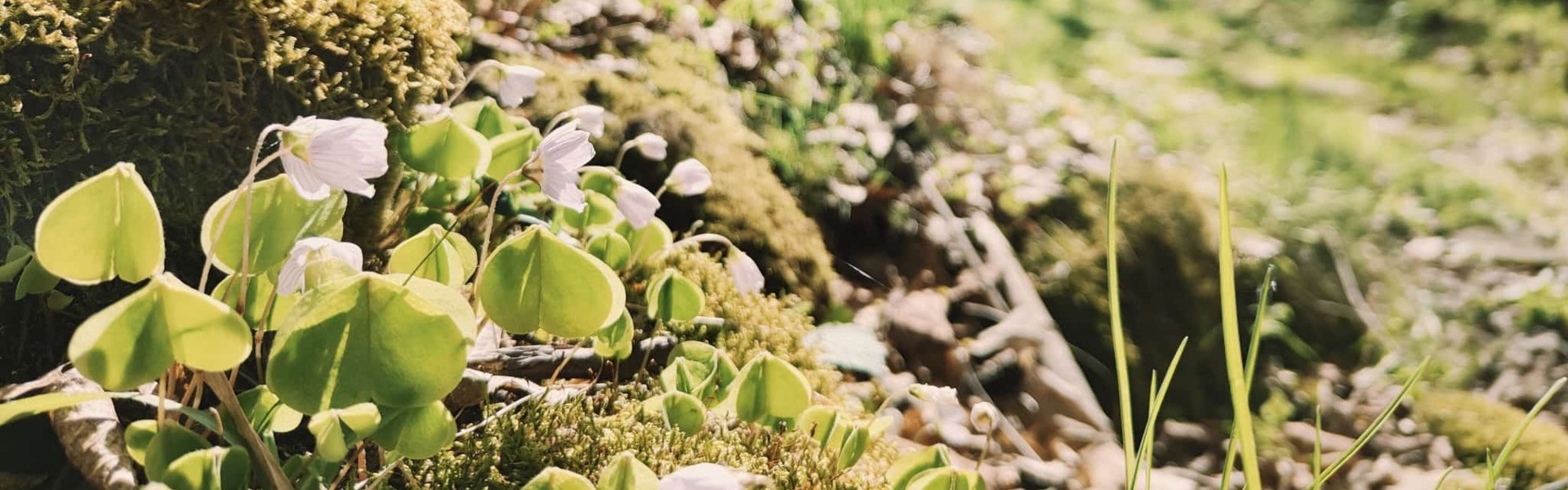 Ścieżka wśród zielonego lasu z kwiatami i mchem w słoneczny, wiosenny dzień, idealna na piesze wycieczki.