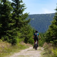 Rowery górskie na leśnej ścieżce w otoczeniu zielonych sosen, z widokiem na góry w tle