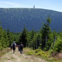 Grupa turystów pieszo wędruje przez zielony las sosnowy w górskim rejonie z widokiem na wzgórze z wieżą obserwacyjną