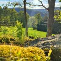 Słoneczna leśna polana z mchem, paprocią i dużym kamieniem, w tle drzewa i widok na wzgórza