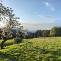 Zielona łąka z kwitnącym drzewem i lasem sosnowym w tle, idealne miejsce na relaks i spacery w naturze