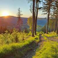 Leśna ścieżka o zachodzie słońca, otoczona zielonymi drzewami i pagórkowatym krajobrazem idealna na relaksujące spacery