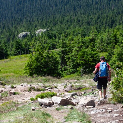 Turysta z plecakiem spaceruje po kamienistej leśnej ścieżce otoczonej zielonymi sosnowymi drzewami i widokiem na gęsty las
