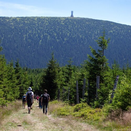 Grupa turystów pieszo wędruje przez zielony las sosnowy w górskim rejonie z widokiem na wzgórze z wieżą obserwacyjną