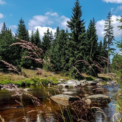 Leśny potok z kamieniami, otoczony świerkami i trawami pod niebieskim niebem.