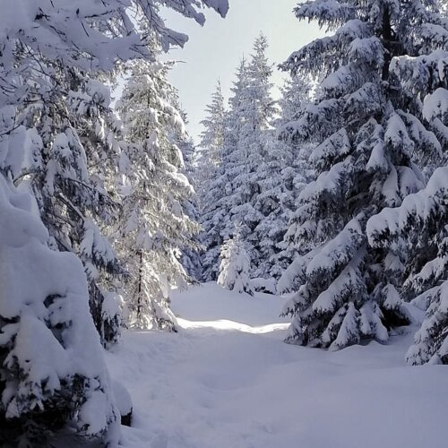 Zaśnieżona ścieżka wśród gęstych, obciążonych śniegiem drzew w parku narodowym.