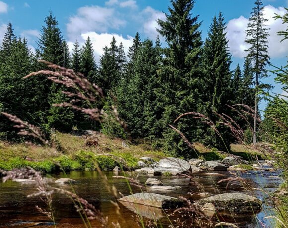 Ruisseau forestier avec des pierres, entouré d’épicéas et d’herbes sous un ciel bleu.