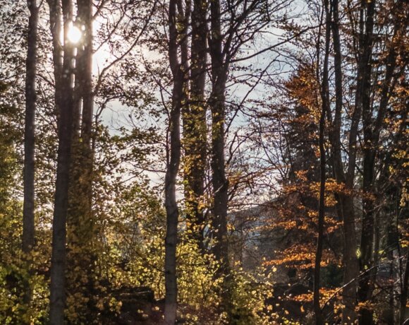 Autumn trees