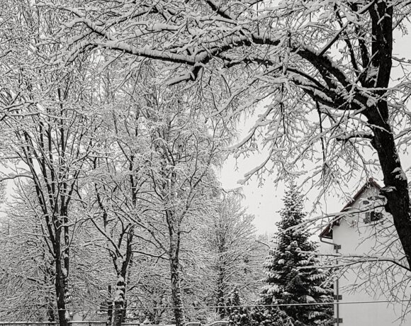 Winter garden