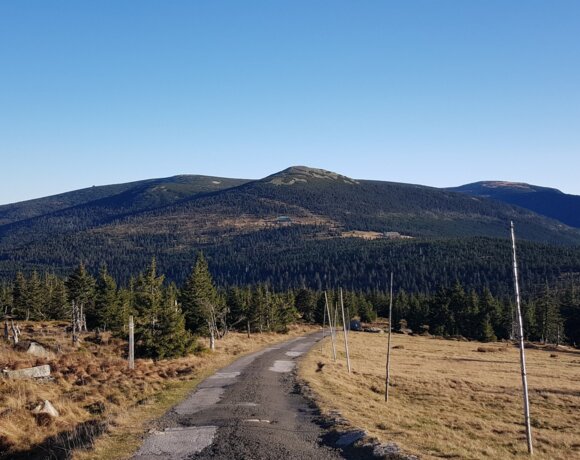 Route asphaltée traversant des prairies de montagne avec des arbres et un ciel bleu.