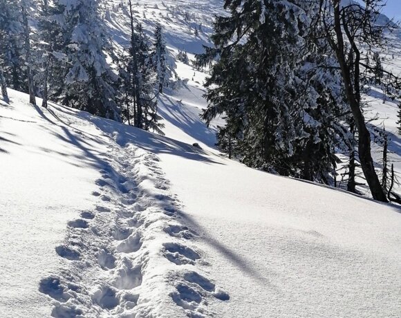 Empreinte de pas sur le versant enneigé du mont Szrenica avec des arbres en arrière-plan.