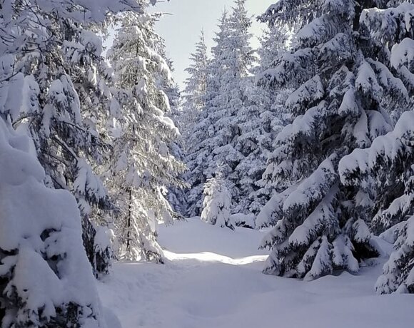 Sentier enneigé parmi des arbres denses chargés de neige dans le parc national.