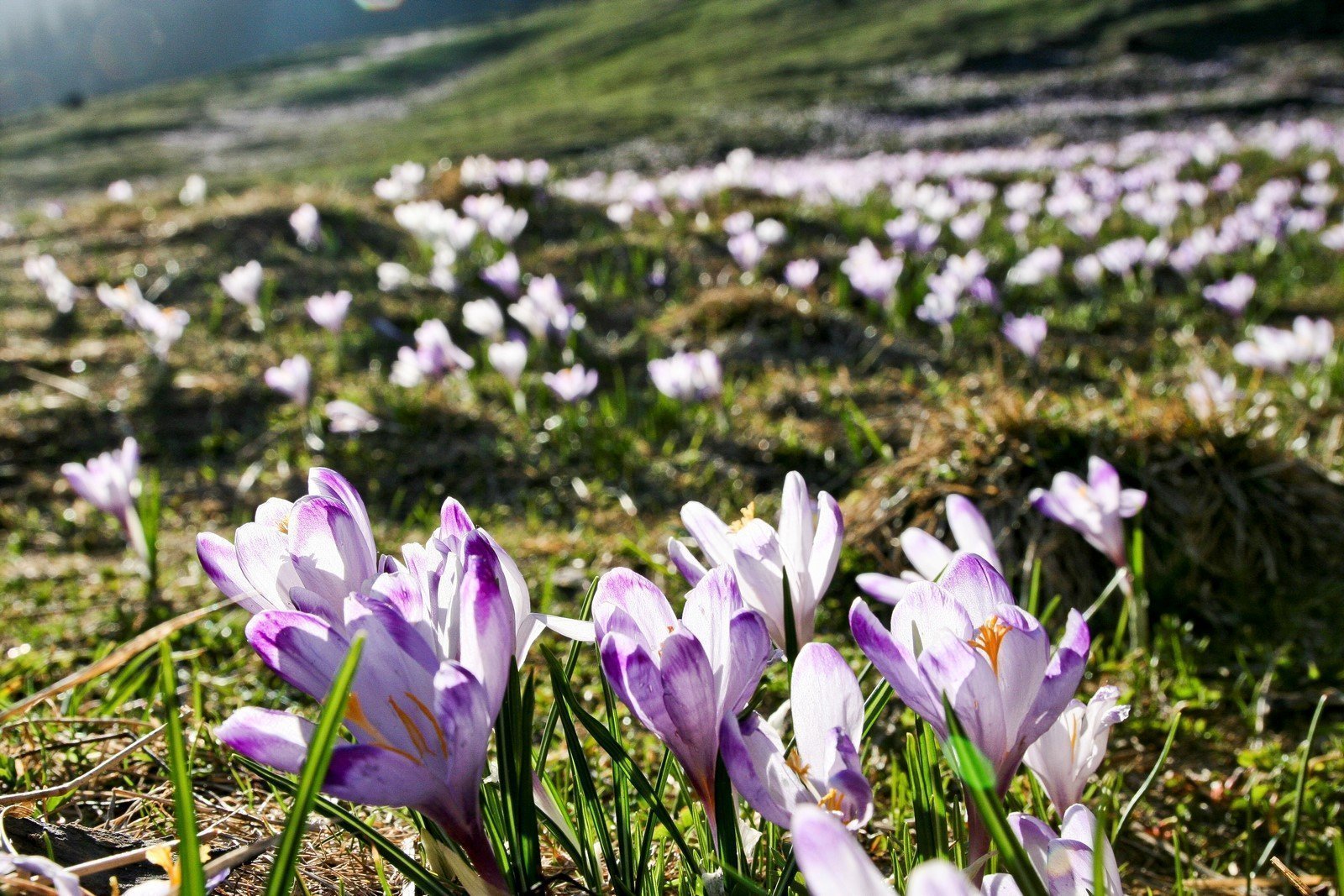 Photo description