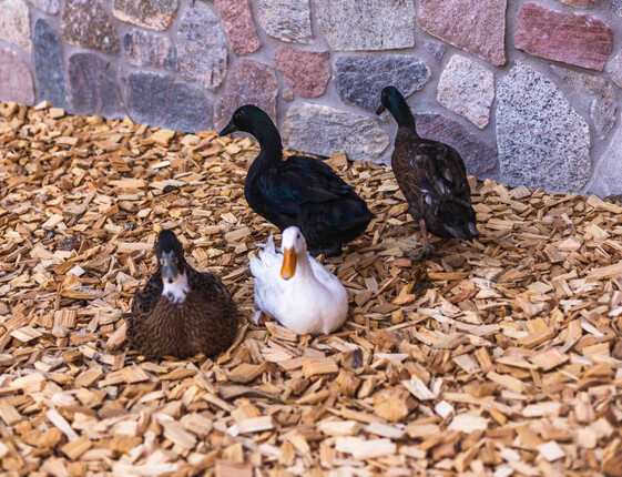 Four ducks — one white, one brown-speckled and two dark iridescent — resting on wood chips by a stone wall