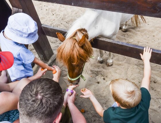 Children and an adult feed a pony over a wooden fence at a family-friendly hotel's sandy petting stable.