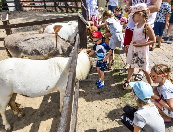 Children feeding small ponies and donkeys in a sunny fenced petting area, offering carrots for hands-on farm fun.