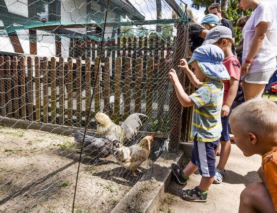 Children watching chickens in a fenced petting-pen at a family-friendly hotel play area, wooden fence and netting visible