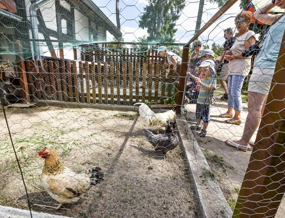 Family exploring a rustic hotel's chicken pen: child in sun hat watching hens through wire mesh in a wooden courtyard.