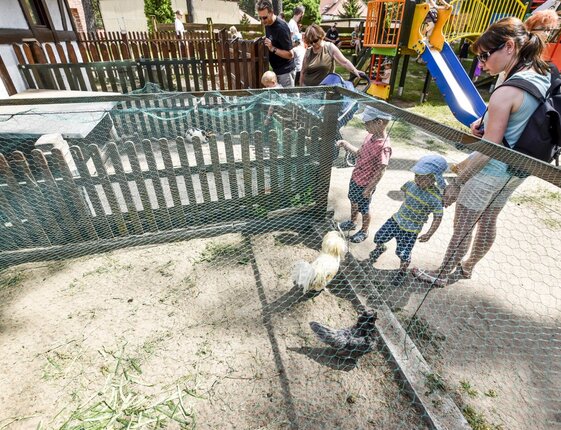 Hotel's family-friendly outdoor petting pen with chickens by a playground slide; parents and young children watching
