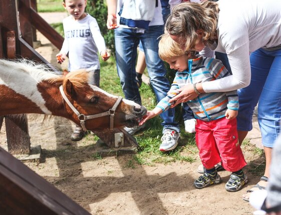 Child feeding a pony at a family-friendly petting farm, parent guiding him beside a wooden paddock.