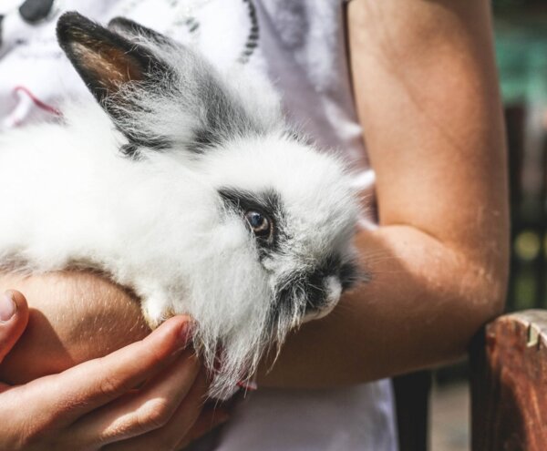 Fluffy white-and-gray rabbit with dark ear tips, peacefully cradled in a person's arms.