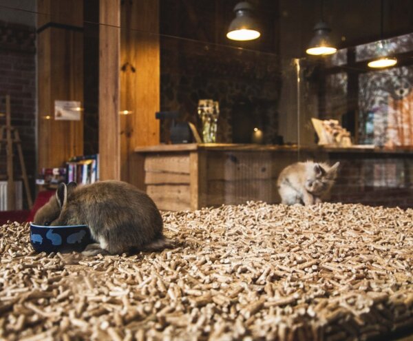 Two small rabbits on wood-pellet bedding inside a glass enclosure by a warm wooden reception desk, one nibbling from a patterned food bowl.