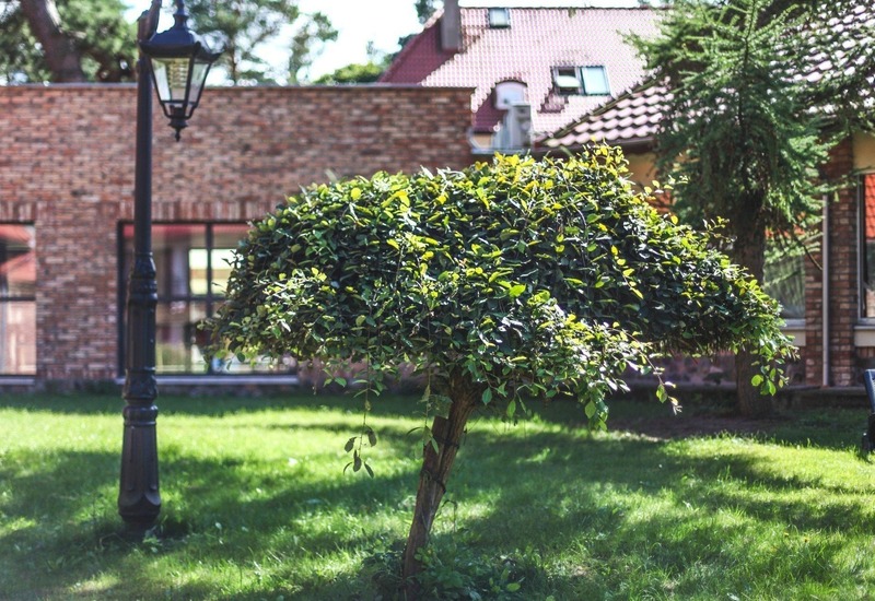 Słoneczne patio hotelowe z przystrzyżonym krzewem w formie parasola, stylową latarnią, trawnikiem i ceglanym budynkiem.