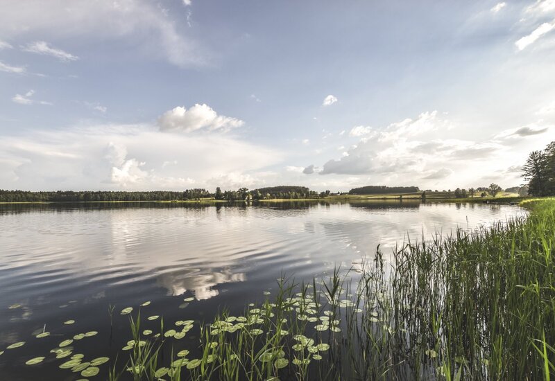 Spokojne jezioro z liliami wodnymi i trzciną na brzegu, odbicie chmur, odległy pas drzew i słoneczne łąki pod jasnym niebem