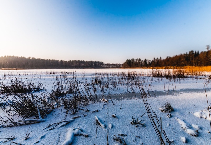 Zamrożony brzeg jeziora z zaśnieżonymi trzcinami, lodową taflą i odległym lasem pod jasnym błękitnym niebem, z ciepłym złotym światłem na brzegu