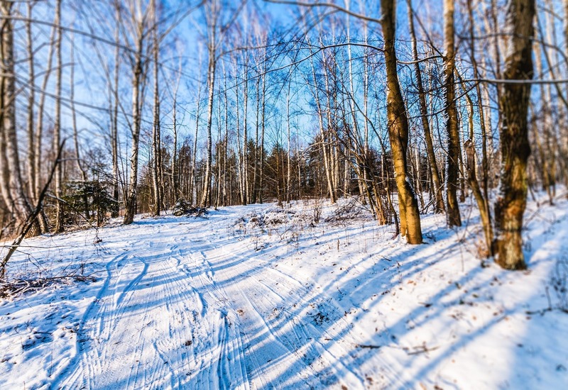 Zaśnieżona leśna ścieżka między wysokimi brzozami, błękitne niebo, długie cienie drzew i ślady nart lub skutera.
